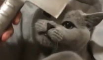 吃瓜娱乐圈懒猫儿,揭秘明星幕后故事