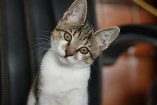 娱乐吃瓜小猫咪视频下载